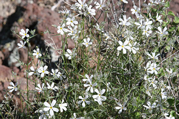  Phlox tenuifolia